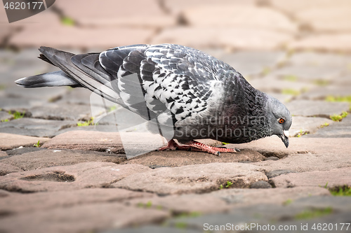 Image of gray dove on paving stone