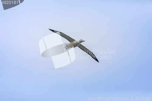 Image of Albatross bird in the sky