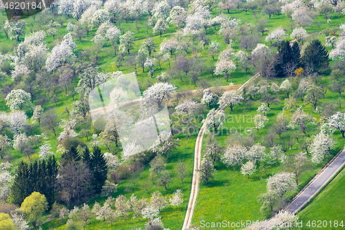 Image of green meadow with blossoming trees