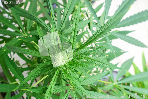 Image of young cannabis plant