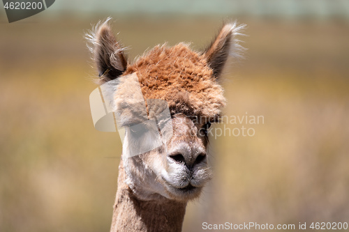 Image of Alpaca animal in New Zealand