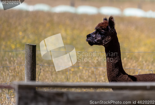 Image of Alpaca animal in New Zealand