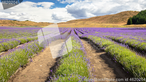 Image of lavender field in New Zealand