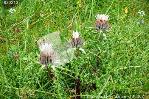 Image of silver thistle in nature