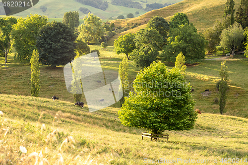 Image of typical rural landscape in New Zealand