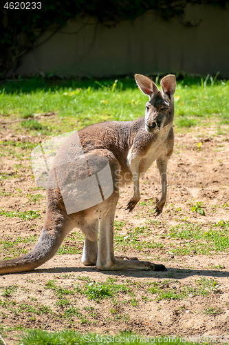 Image of typical kangaroo