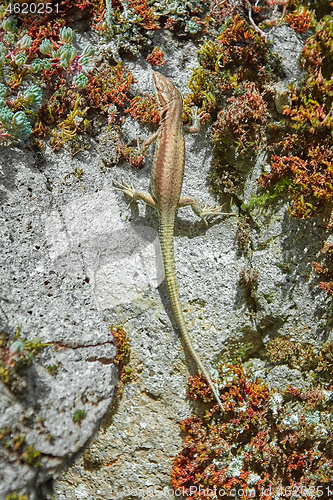 Image of Lizard on the Rock
