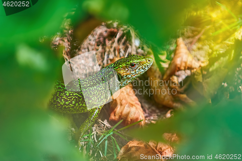 Image of European Green Lizard