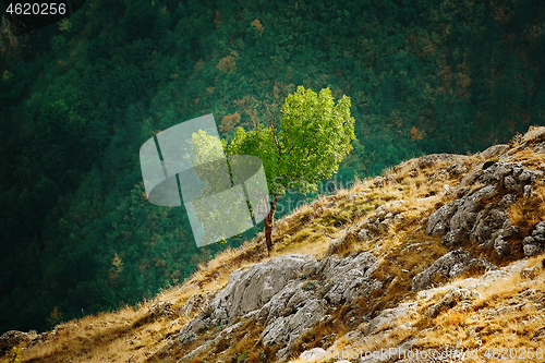 Image of Tree on the Slopre of Rhodopes Mountains