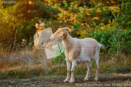 Image of Goat with Horns