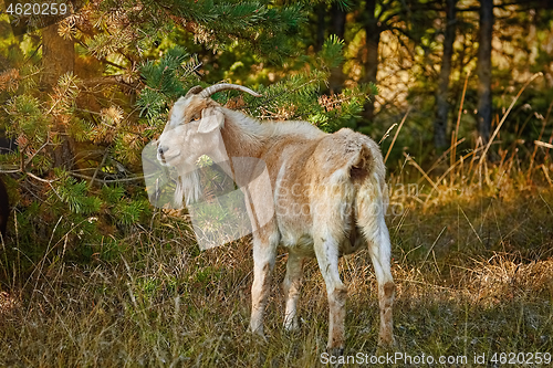 Image of Goat with Horns
