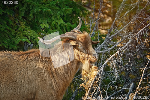 Image of Goat with Horns