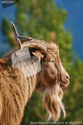 Image of Portrait of Goat with Horns