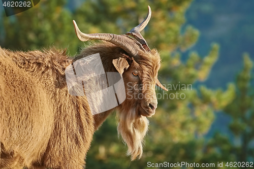 Image of Portrait of Goat with Horns