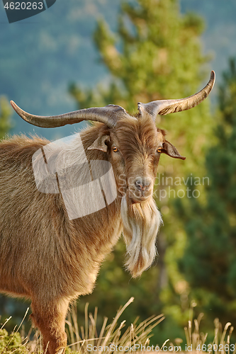 Image of Portrait of Goat with Horns