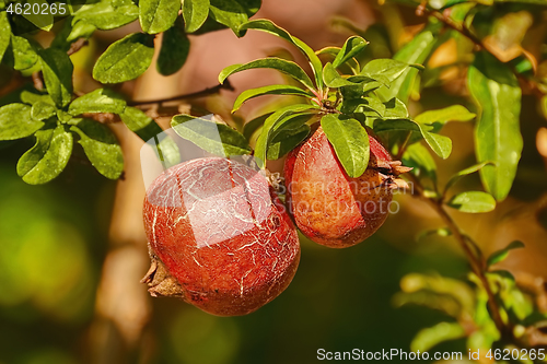 Image of Fruit of Punica Granatum