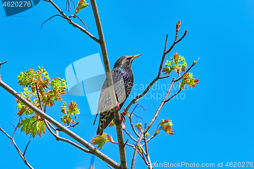 Image of Common Starling (Sturnus Vulgaris)