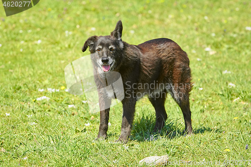 Image of Mongrel Dog on the Lawn 