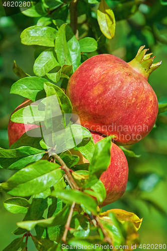 Image of Mature Pomegranate Fruits