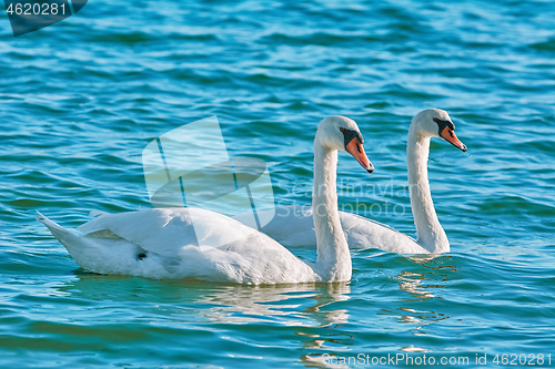 Image of Pair of Swans