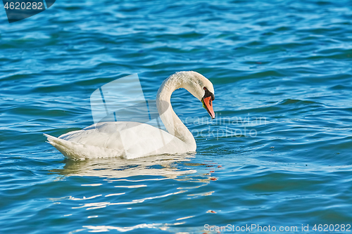 Image of Swan on the Sea
