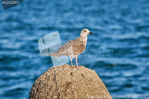 Image of Young Seagull on the Stone