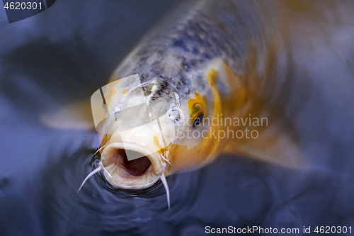 Image of Exotic Koi fish carp swimming in pond