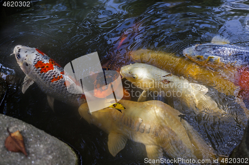 Image of Many multicolored Koi fish swimming in pond