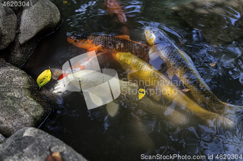 Image of Many multicolored Koi fish swimming in pond