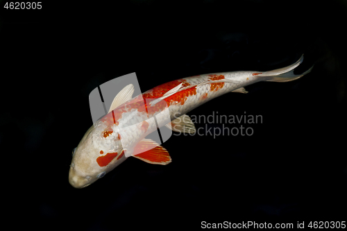 Image of Red and white colored Koi fish carp isolated on black