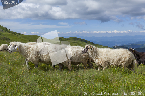 Image of Sheep graze on a high mountain plateau