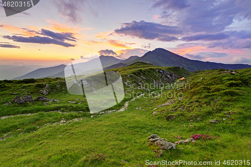 Image of Alpine meadow in beautiful Rodna mountains in Romania