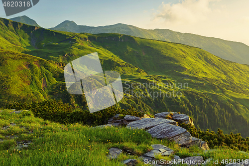 Image of Alpine meadow in beautiful Rodna mountains in Romania