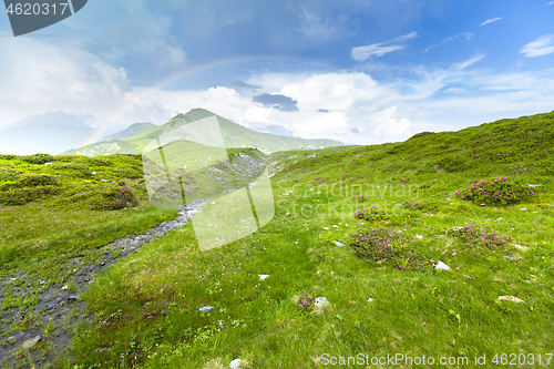 Image of Alpine meadow in beautiful Rodna mountains in Romania