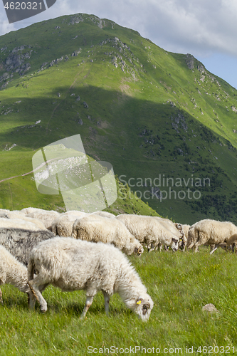 Image of Sheep graze on a high mountain plateau