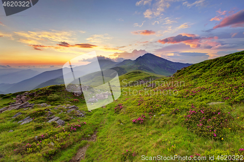 Image of Alpine meadow in beautiful Rodna mountains in Romania