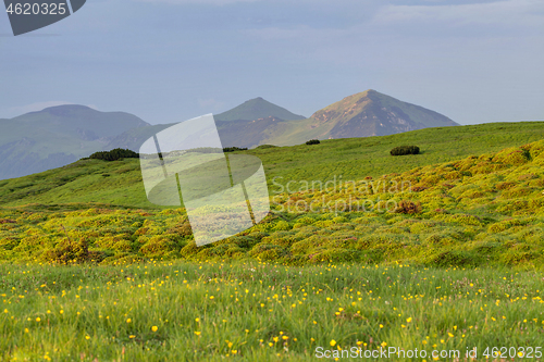 Image of Alpine meadow in beautiful Rodna mountains in Romania