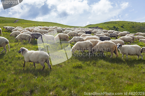 Image of Sheep graze on a high mountain plateau