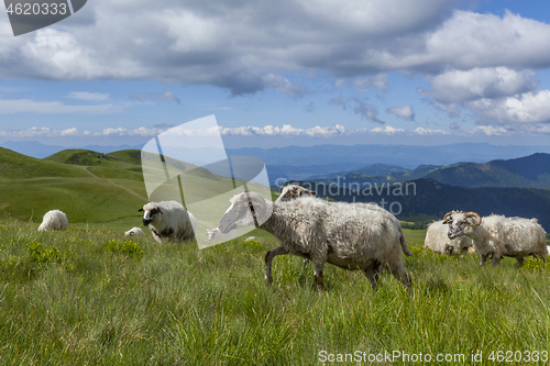 Image of Sheep graze on a high mountain plateau