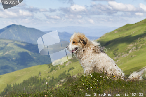 Image of Shepherd dog in mountaind, sitting in the grass