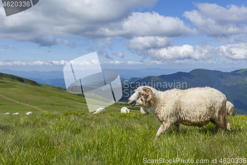 Image of Sheep graze on a high mountain plateau