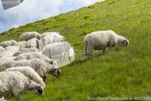 Image of Sheep graze on a high mountain plateau