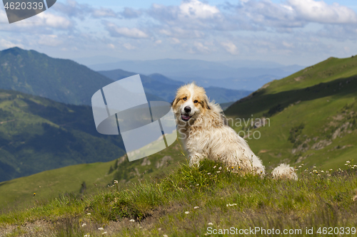 Image of Shepherd dog in mountaind, sitting in the grass