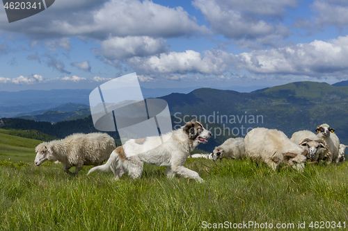 Image of Sheep graze on a high mountain plateau