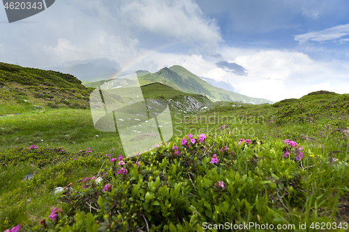 Image of Alpine meadow in beautiful Rodna mountains in Romania