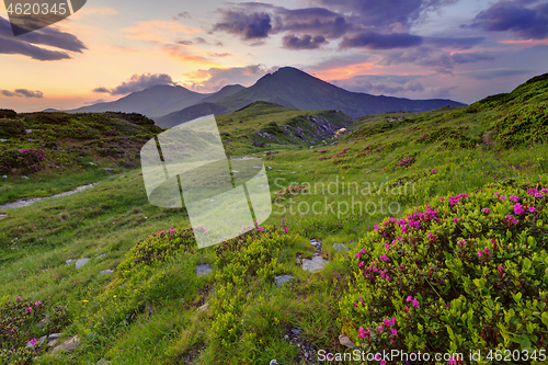 Image of Alpine meadow in beautiful Rodna mountains in Romania