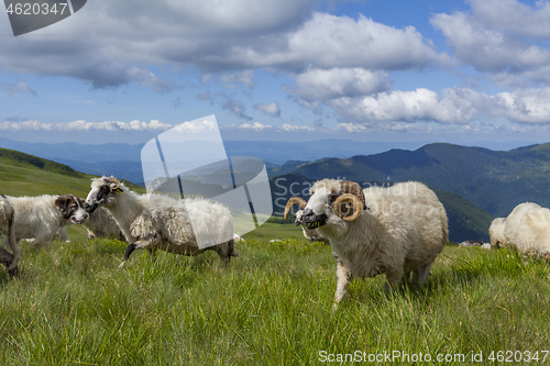 Image of Sheep graze on a high mountain plateau