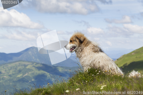 Image of Shepherd dog in mountaind, sitting in the grass