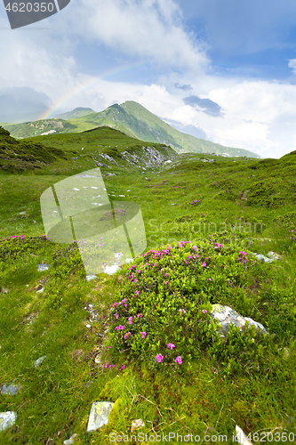 Image of Alpine meadow in beautiful Rodna mountains in Romania