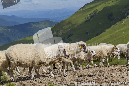 Image of Sheep graze on a high mountain plateau